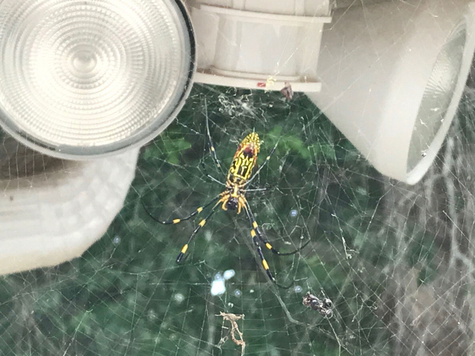 Get Outside Georgia Joro Spider